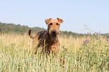 AIREDALE TERRIER 020